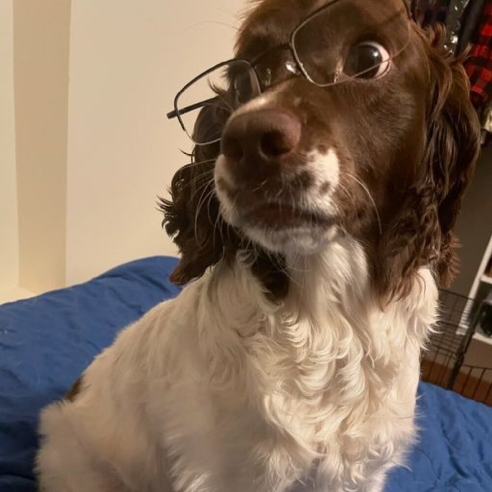 Meet your Posher, Steve